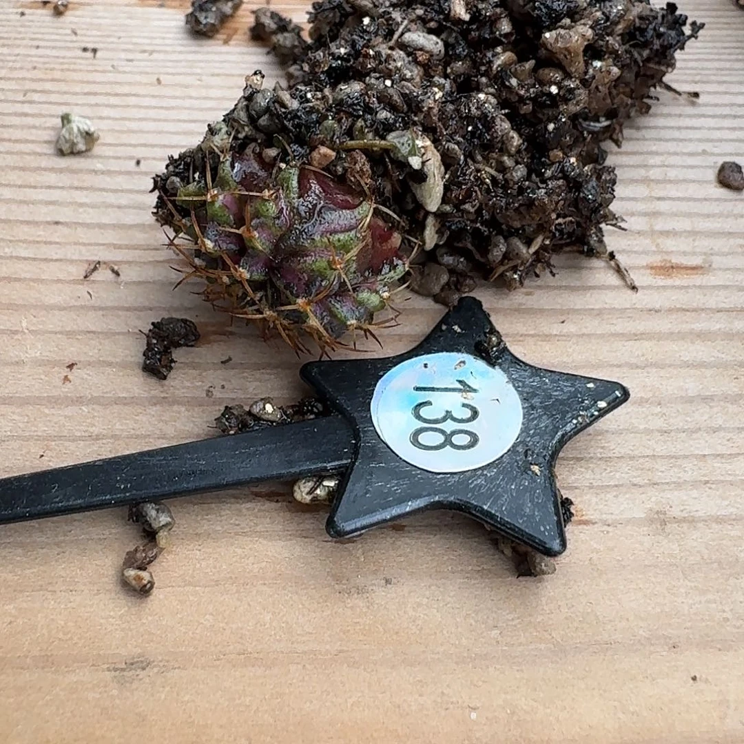 释***然米哈实生自然锦原盆发138