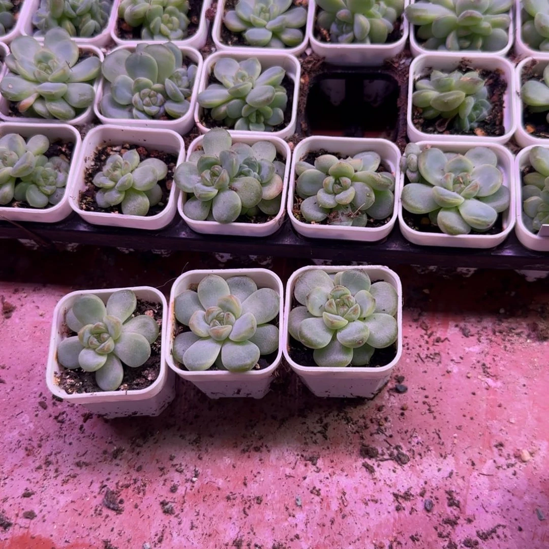 154 中盆一个满25包邮