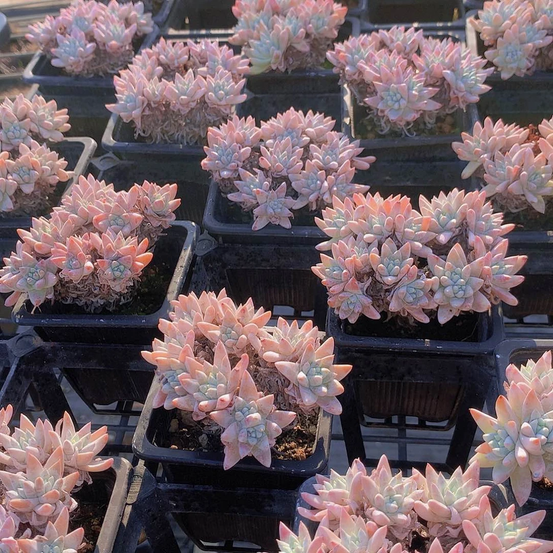 两颗白菊2456788999900