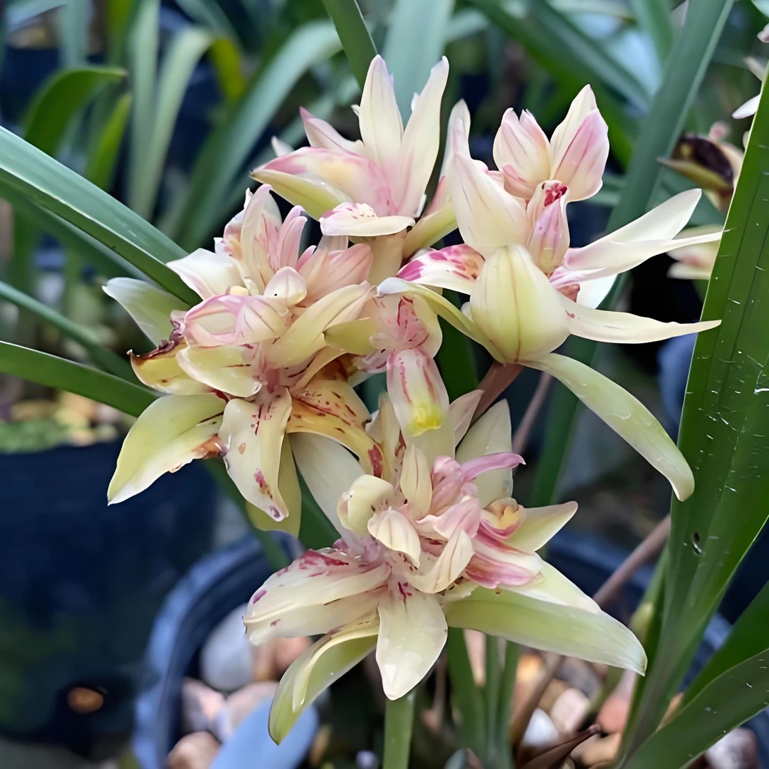 【富山奇蝶】绿植花苗开花发货植物盆栽建兰花卉盆栽植物室内高级感