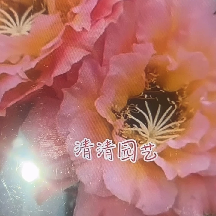 清清3-61根瑕疵仙人球