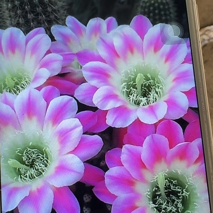 调色板丽花侧芽4公分