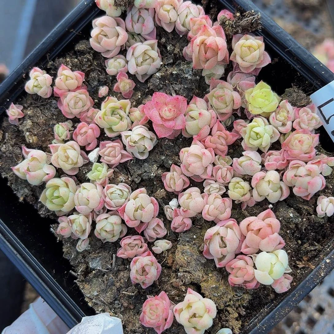 多肉植物多肉植物530