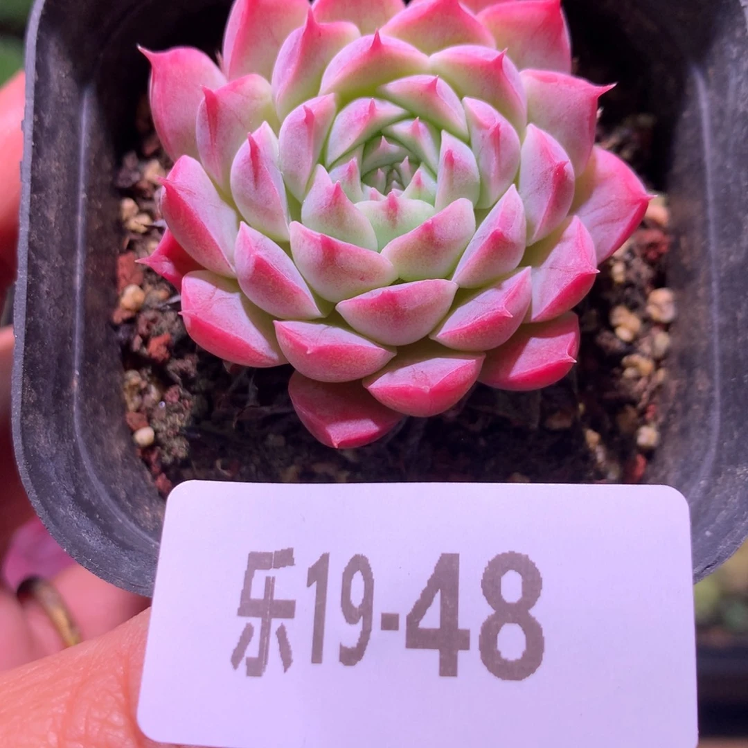 乐然19-48 麻薯单头