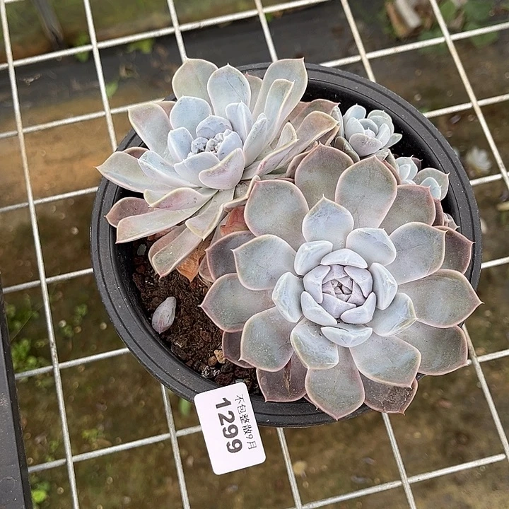 阿雅园艺。        1299汉堡