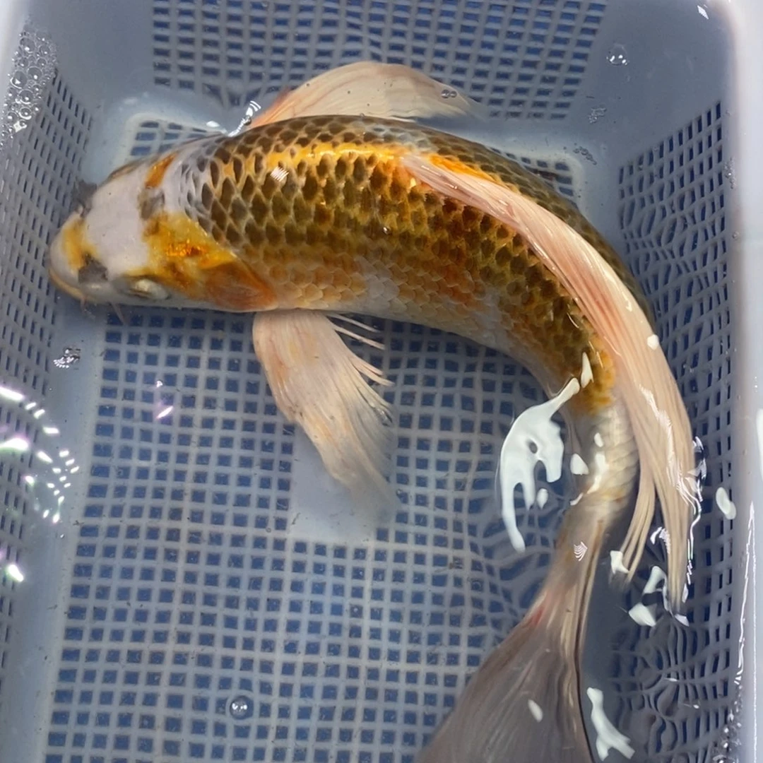 锦鲤冷水锦鲤包邮