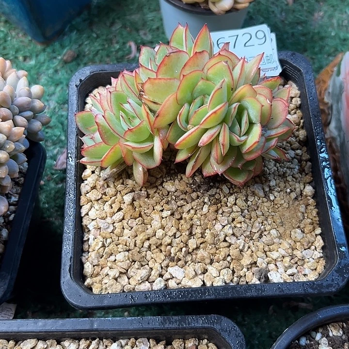 幸运的是你还没遇到