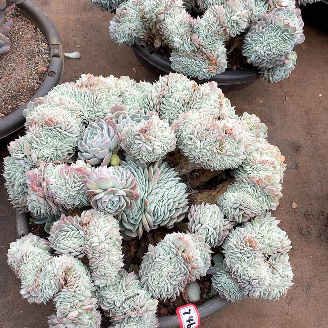 746香妃缀一物一拍多肉