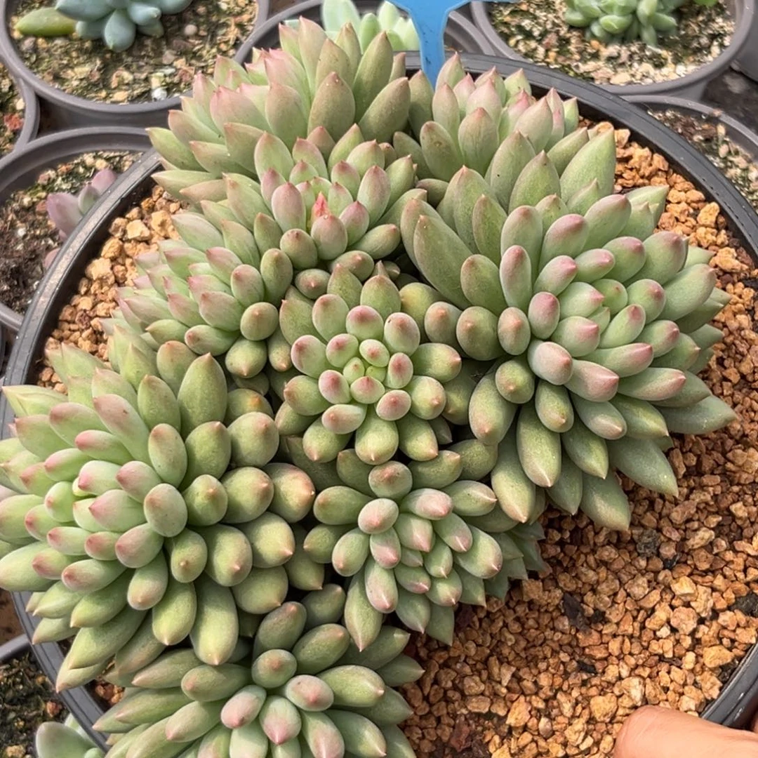多肉植物岩字群070