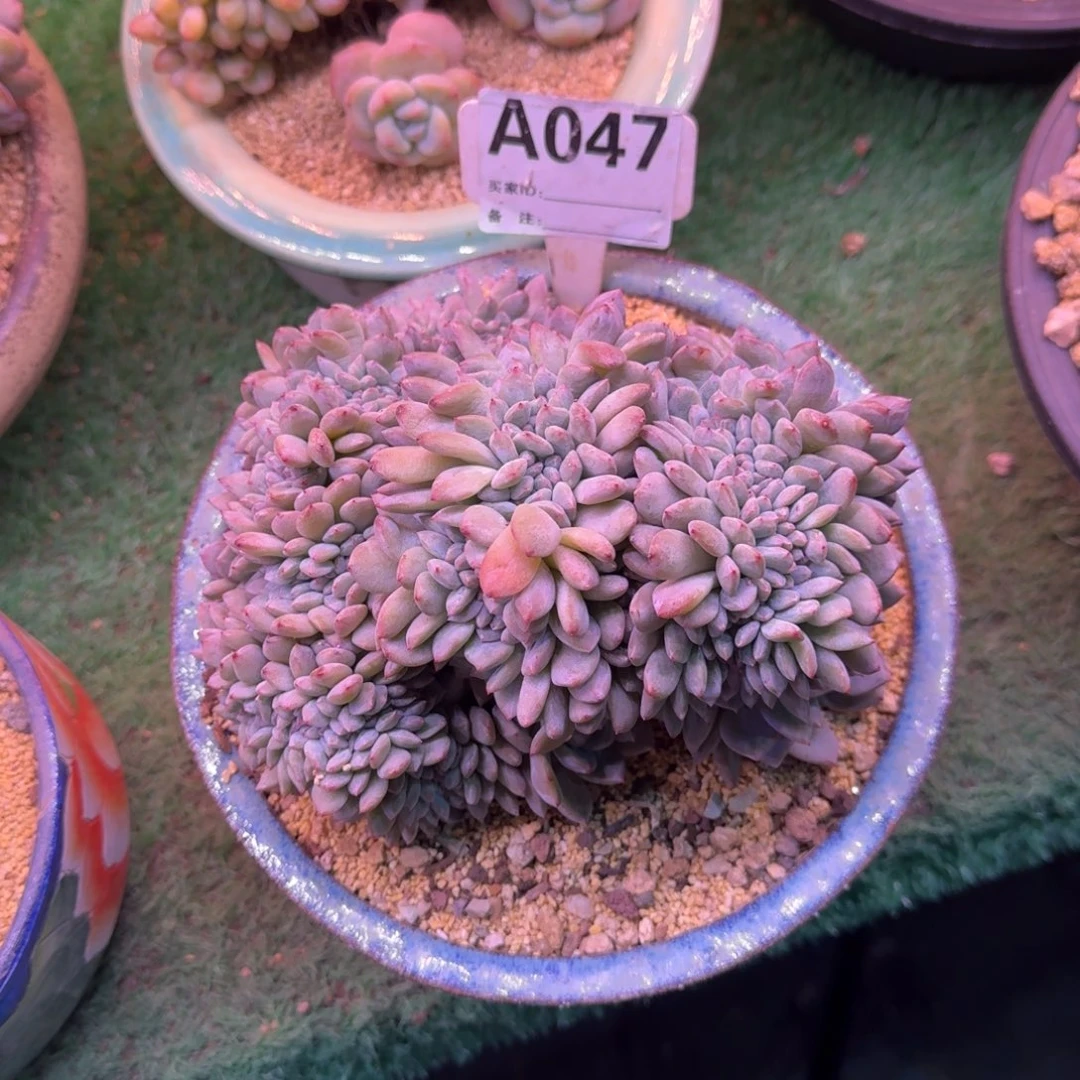 星影缀化多肉专拍