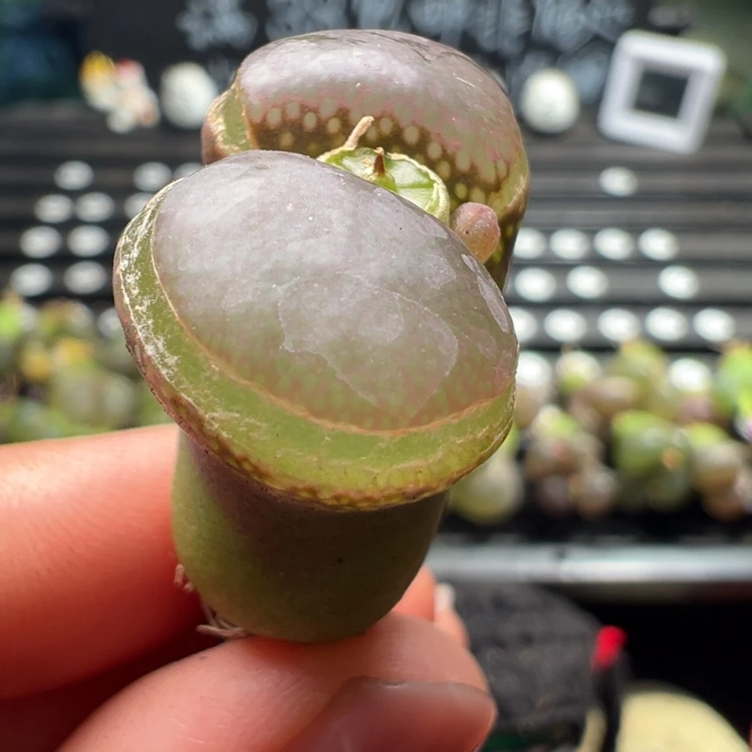 39号裂开特价 2.61厘米