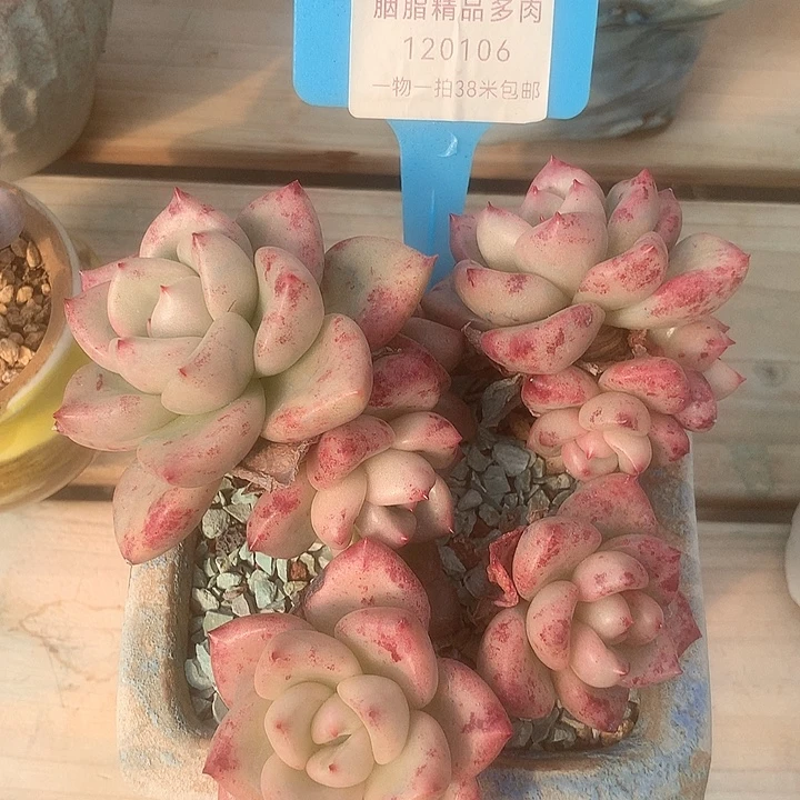 120106阿木架烤鱼咯