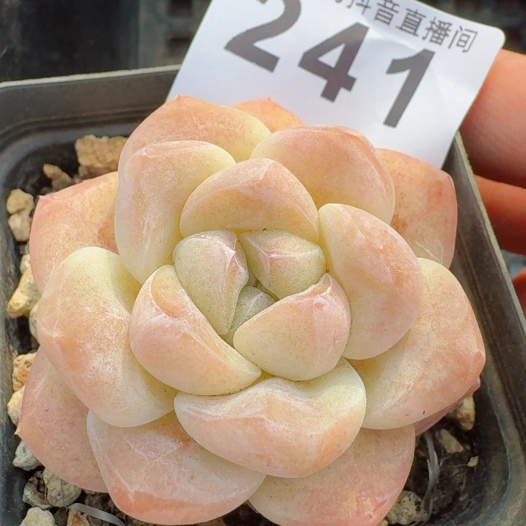 福利白底冰玉         多肉植物