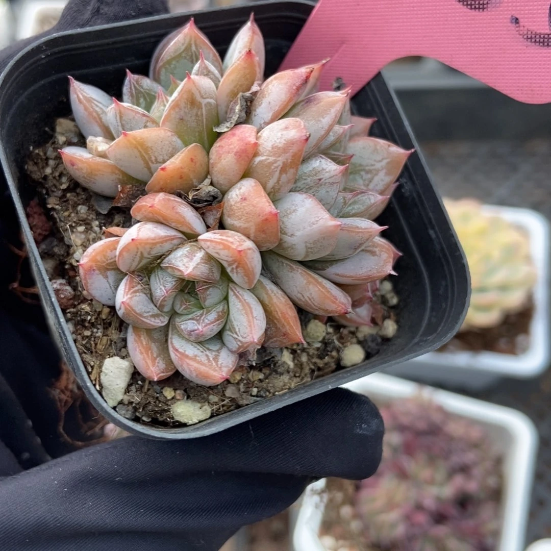 2055爱沙公主多肉植物