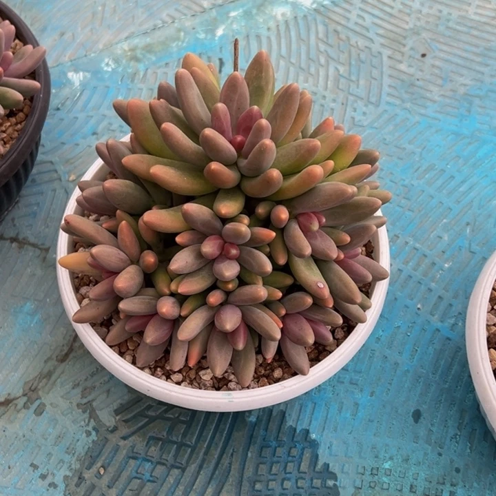 糖果美人小蚂蚁专拍发货