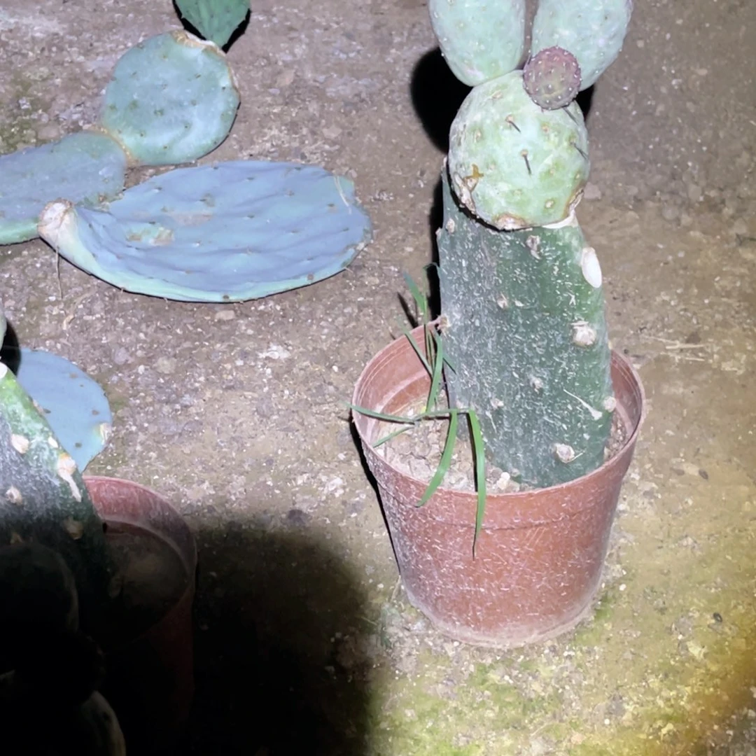 用***4希之野脱土发货掉侧芽无售后
