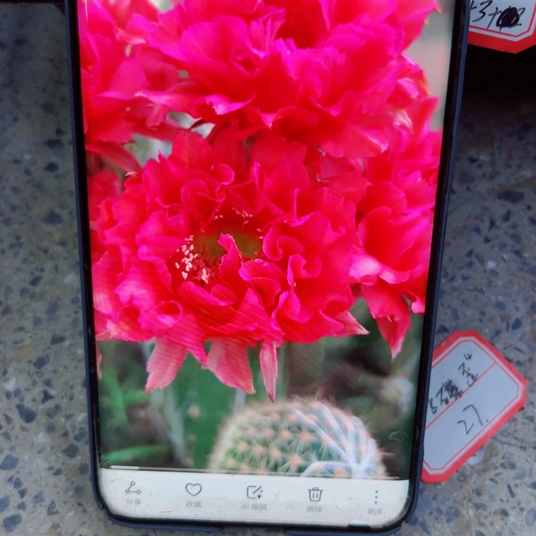 下76彩草舞后歪无根侧芽4公分左右20包邮