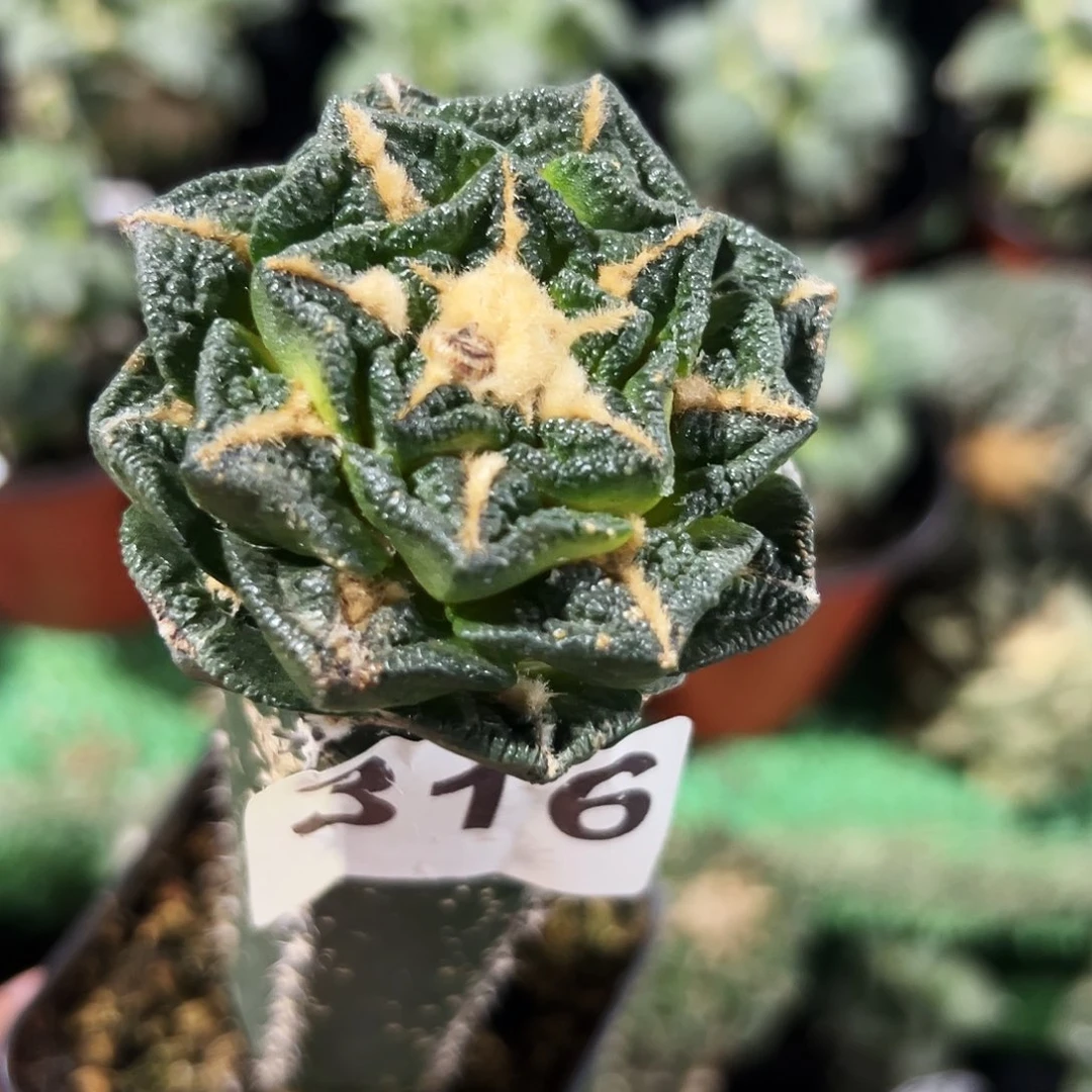 无花朵福利隔尤辛顿黑316