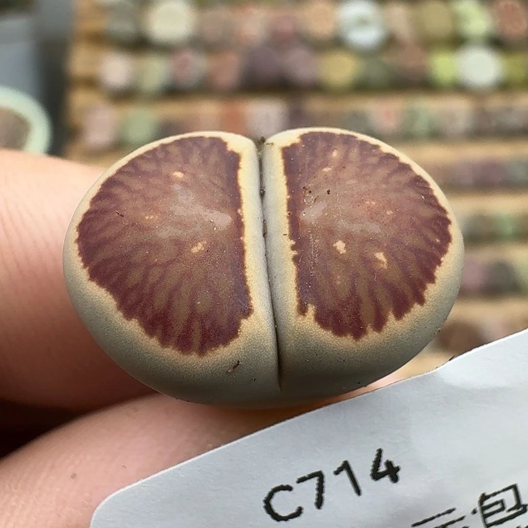 糖***糖714多肉哈哈哈哈哈哈哈