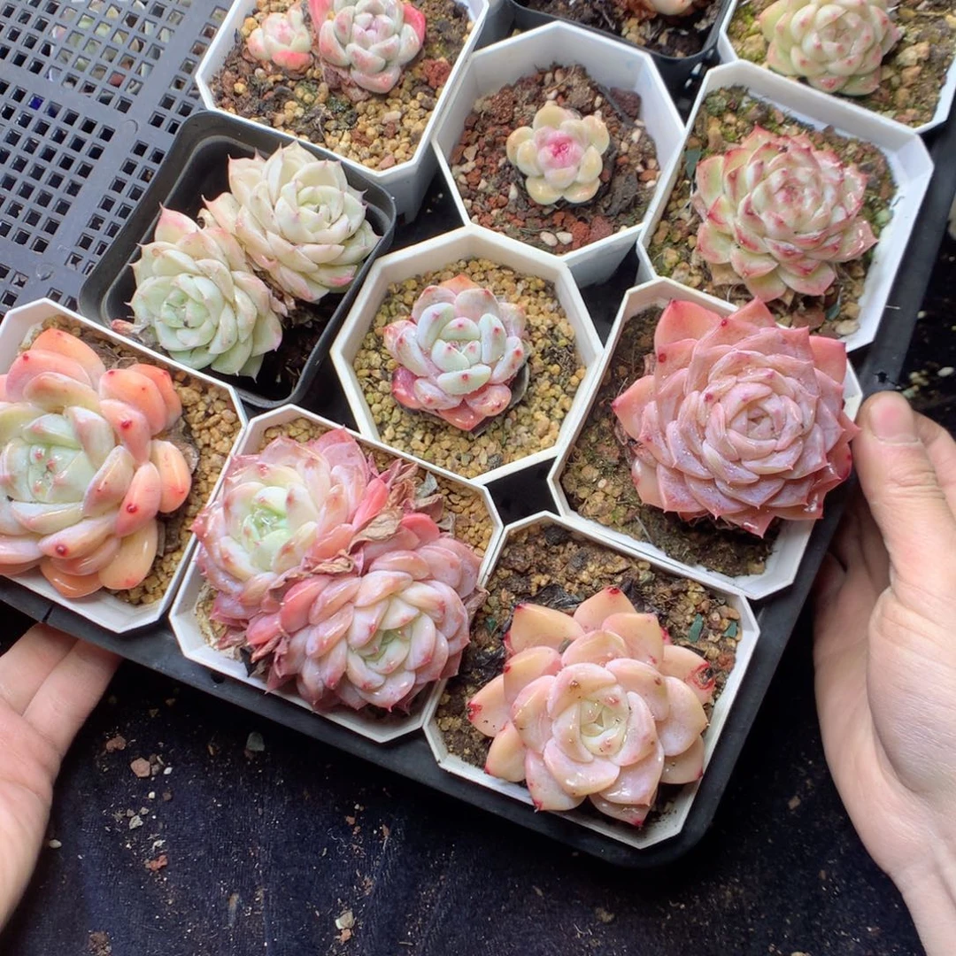 无花朵W99。uyyyyyyy