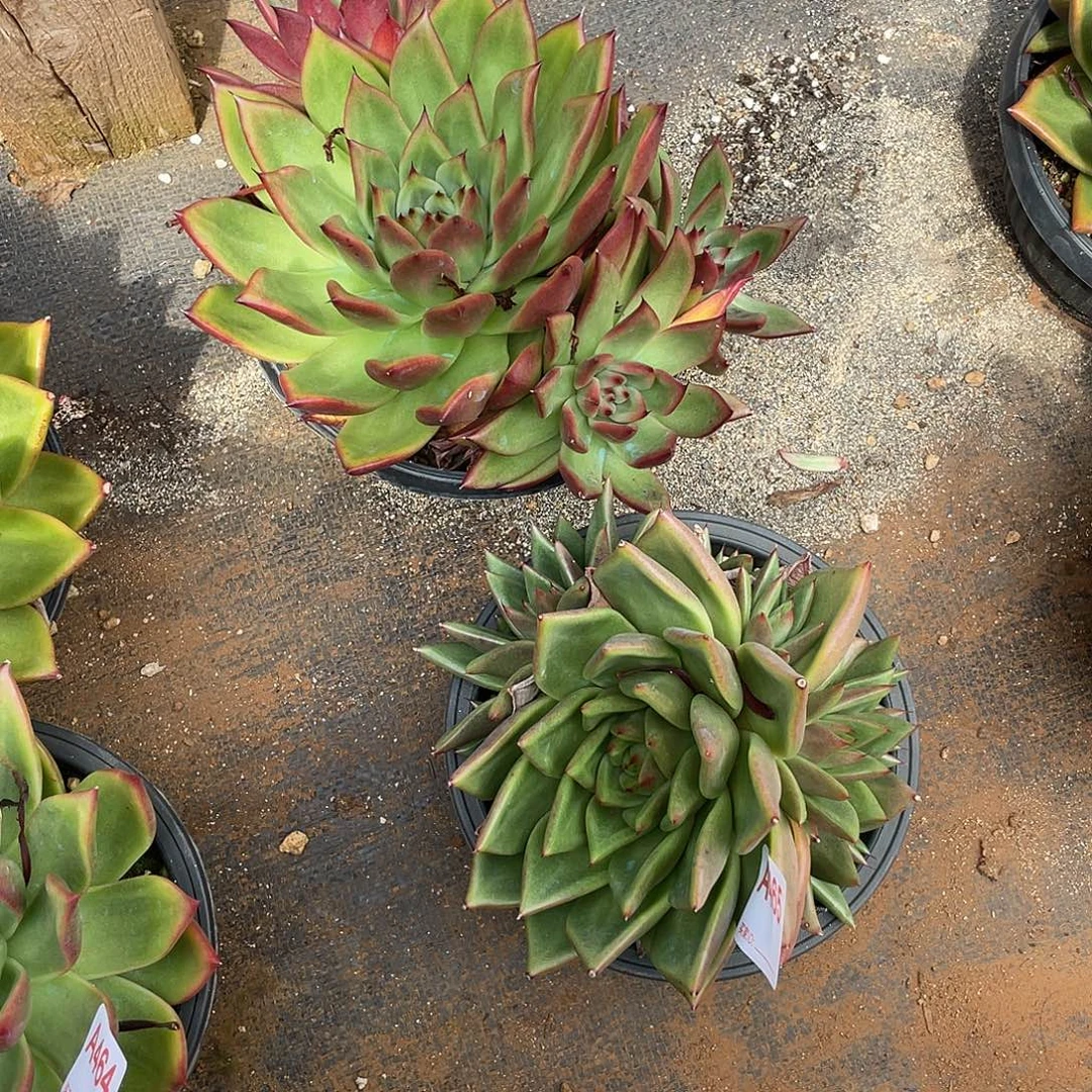若如东云组拍A465