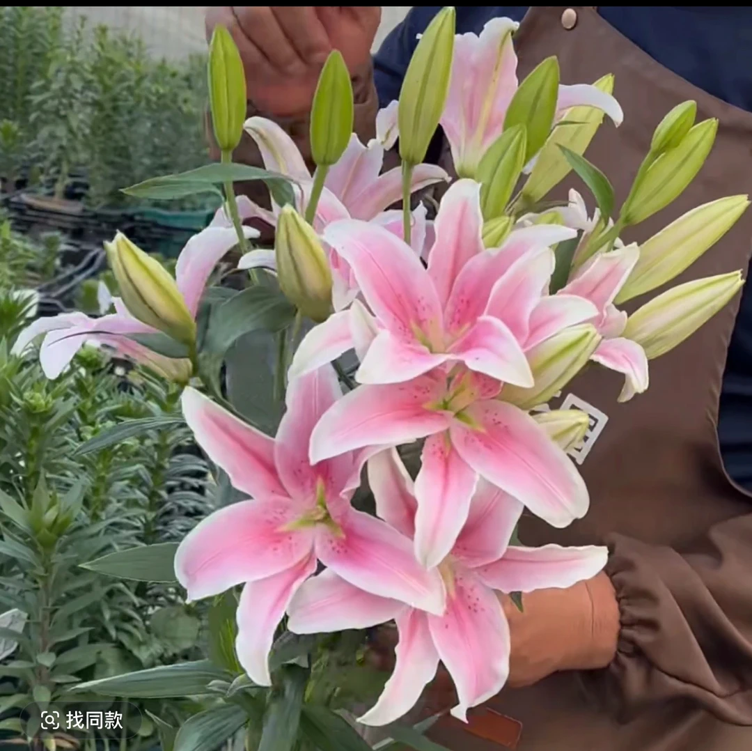 2号店《索邦22/24》春百合大球1颗香水春天发芽六月左右开花