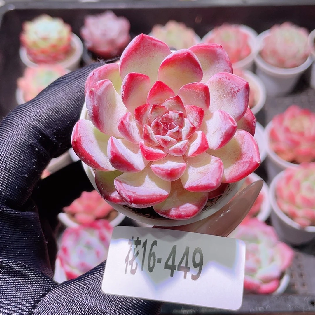花利美16-449果汁
