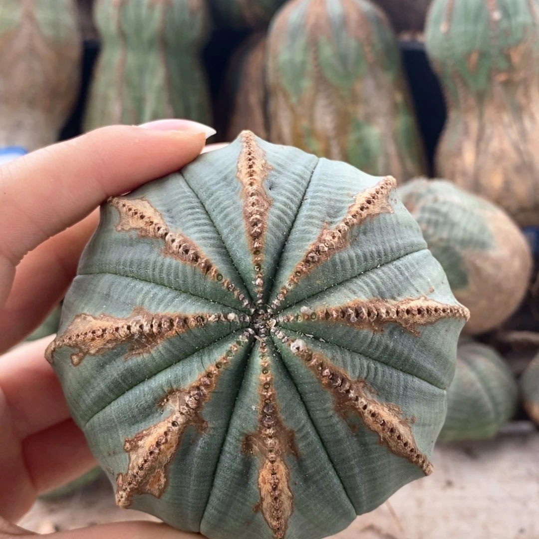 27欧系实生布纹球一物一拍