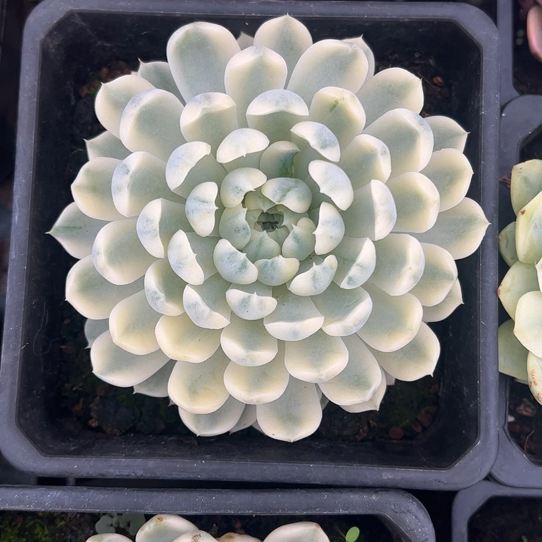 香草月影锦 婕宝一物一拍