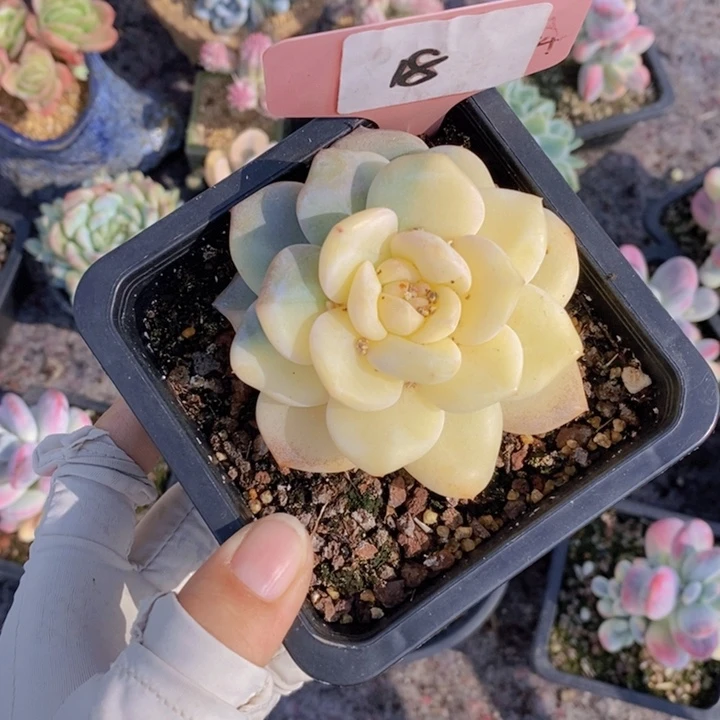 往***.18号多肉植物一颗