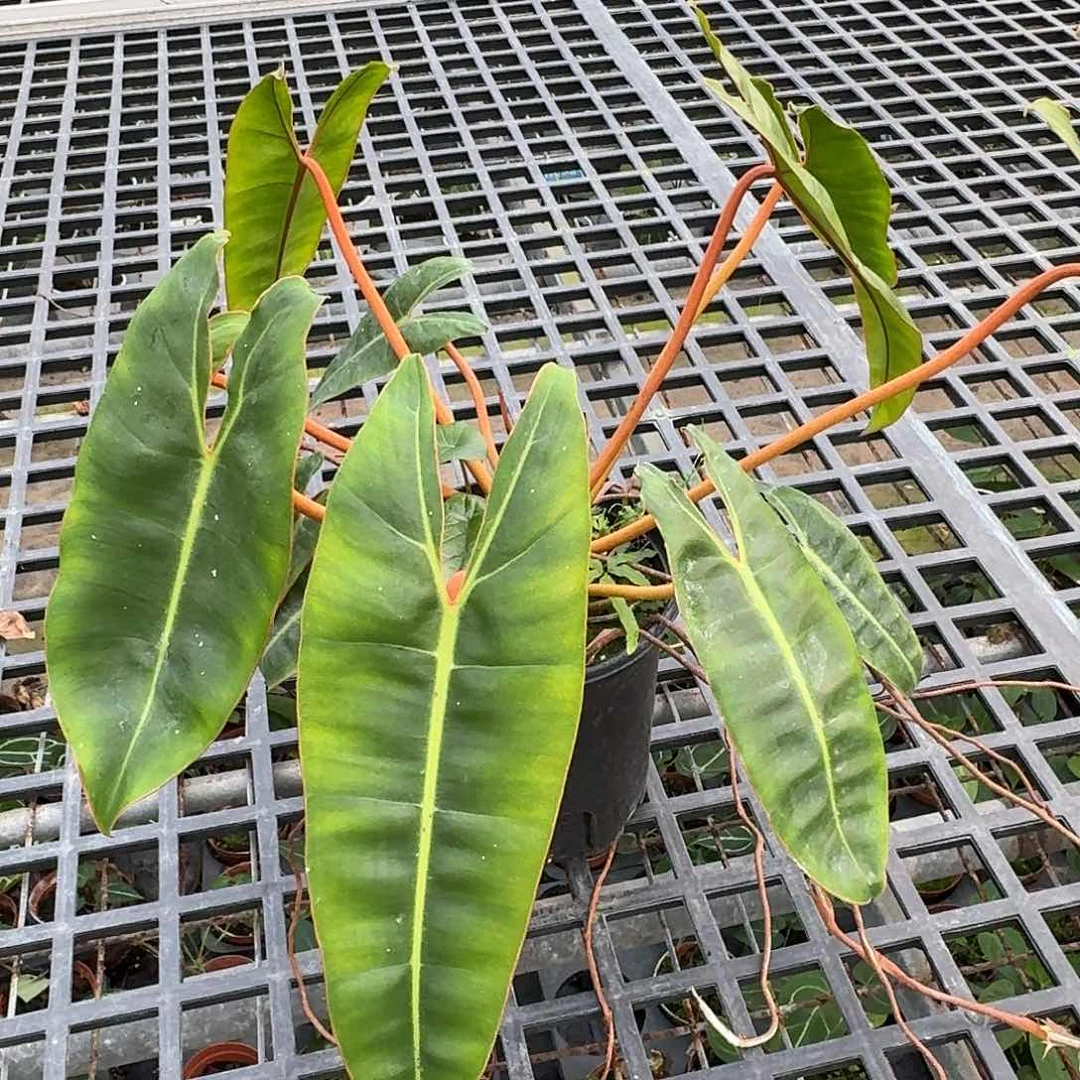 无花朵柠***到一物一拍V149