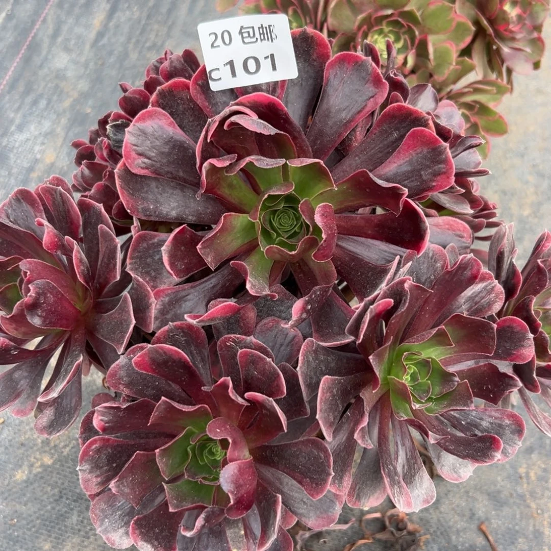 101爱神，多肉法师