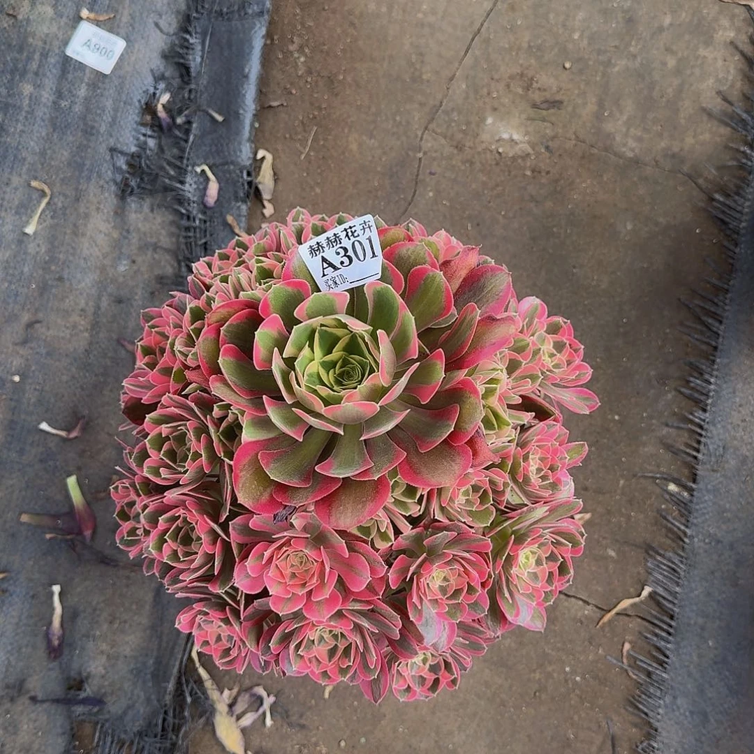 粉女郎30111111111111