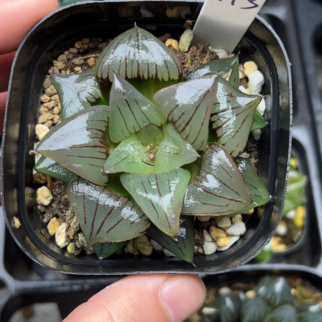 113巨大化红纹寿一物一拍