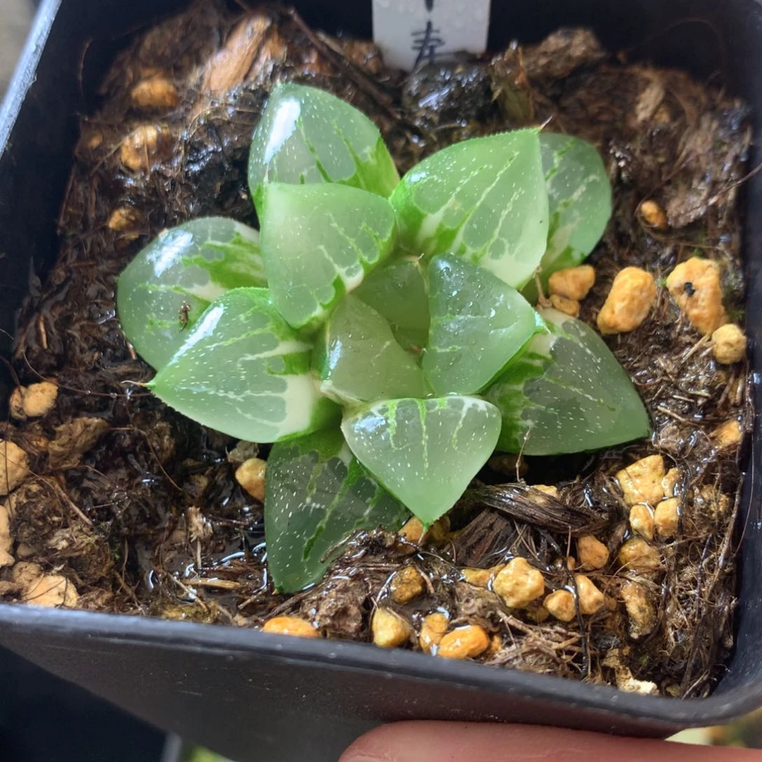 9号杂交寿锦一物一拍