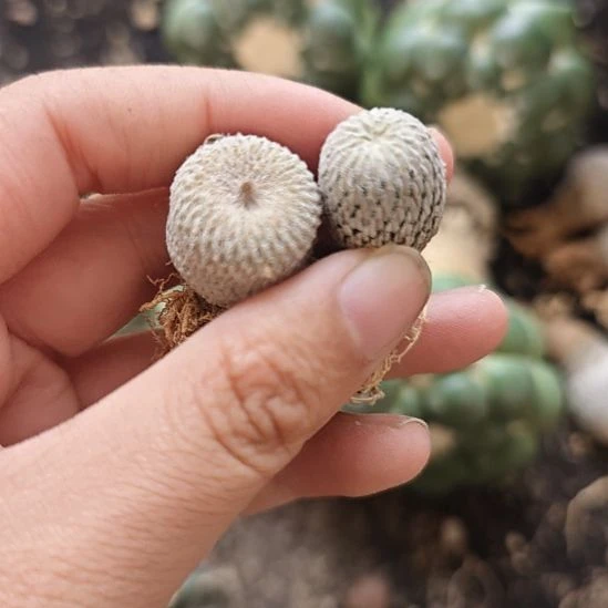 两颗一起发！实生！