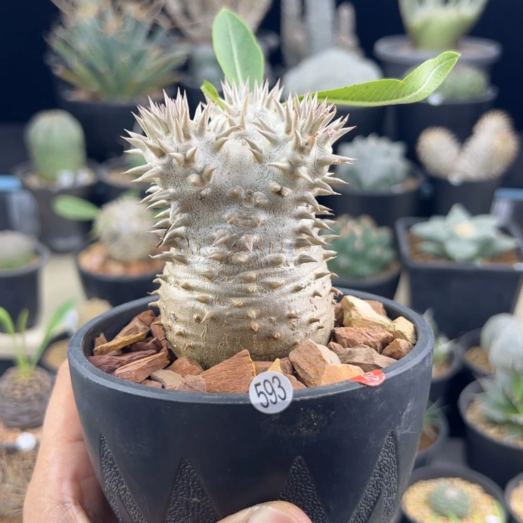 惠比大黑一物一拍