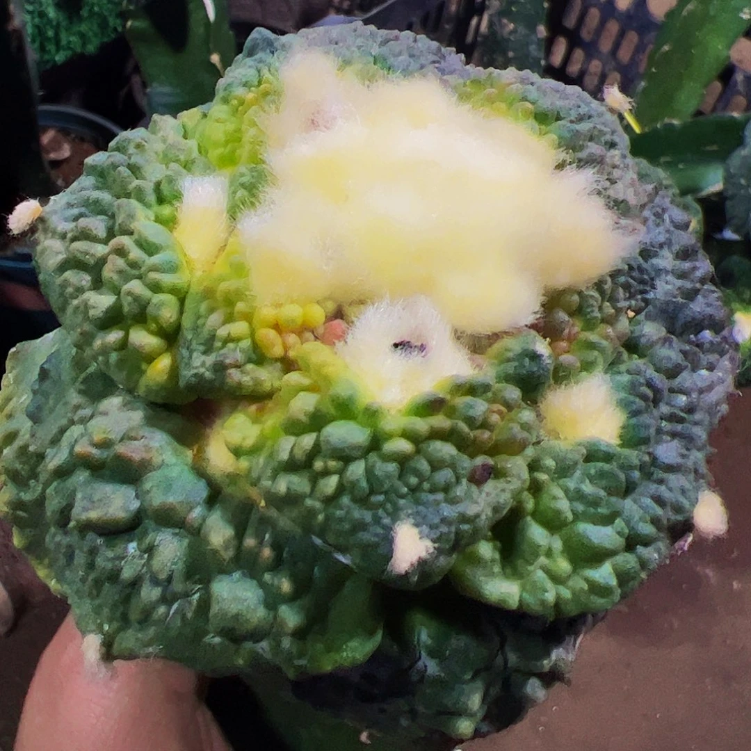 无花朵大尤怒涛牡丹锦969