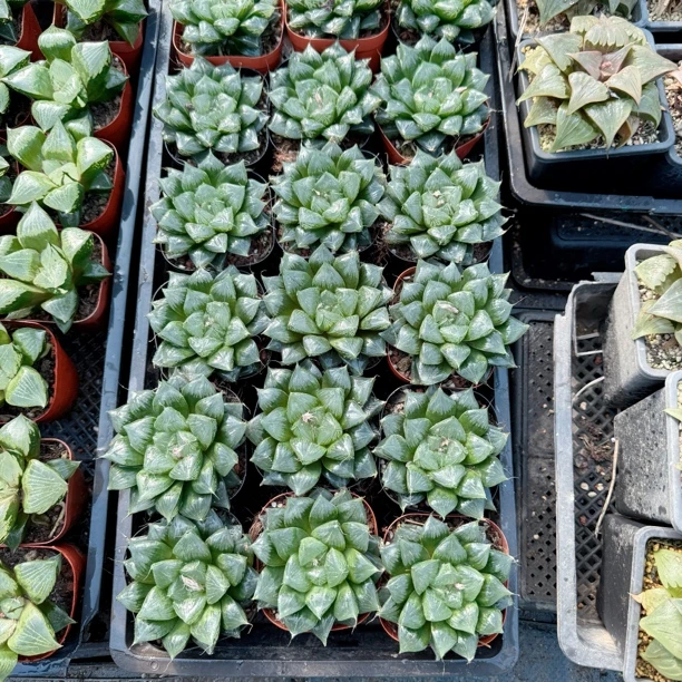 三仙寿多肉植物一颗