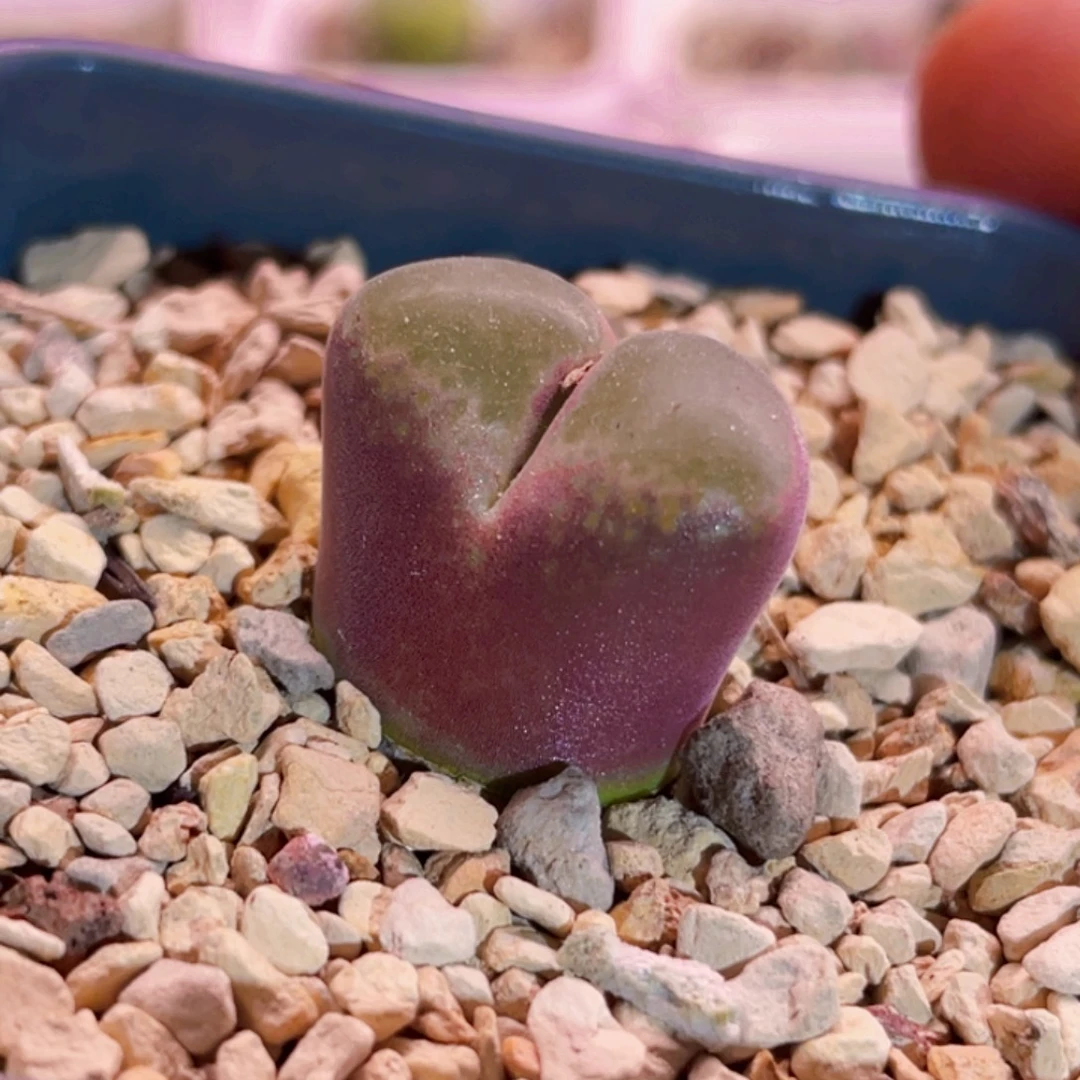 绿焰风铃植物一物一拍