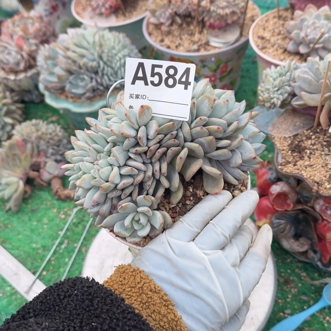 李****1星影缀化呀呀呀呀