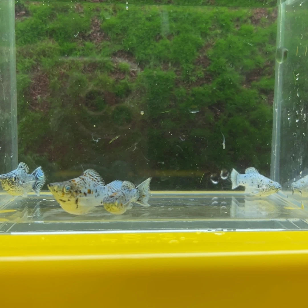 黑玛丽鱼奶牛鱼苗4条。