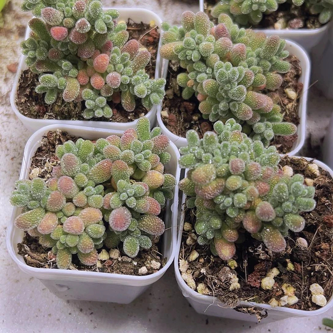 冰晶枝干2盆19包邮