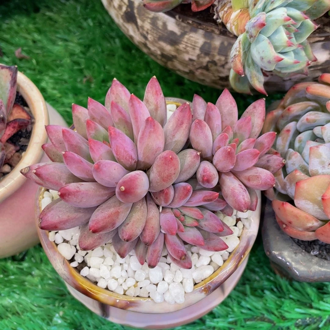 多肉植物盆栽多肉