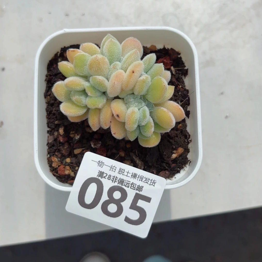 雪晃星无盆土发货