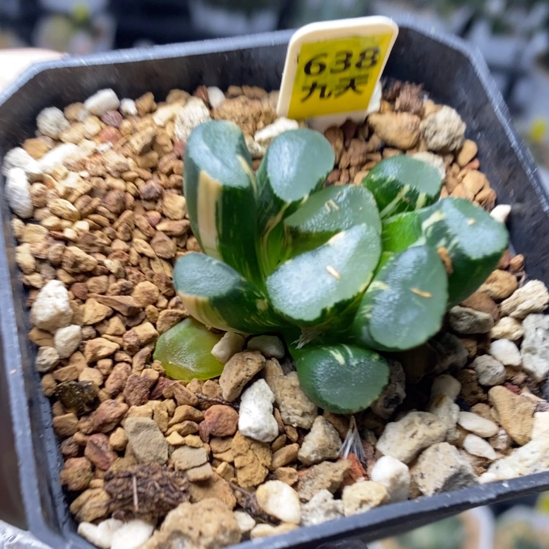 638号透镜万象锦带盆