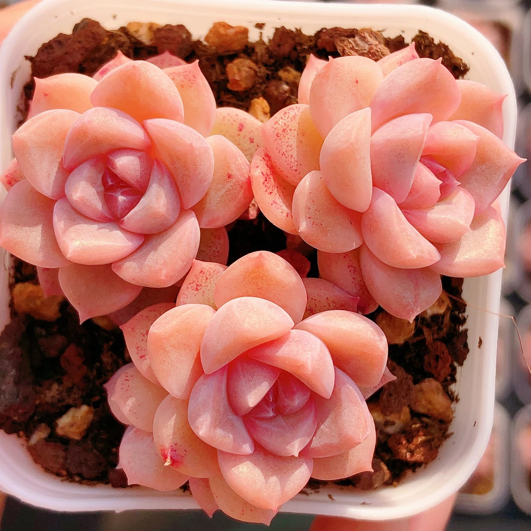 多肉植物  群生井中月一颗 (尺寸3-4左右）满28包邮除偏远