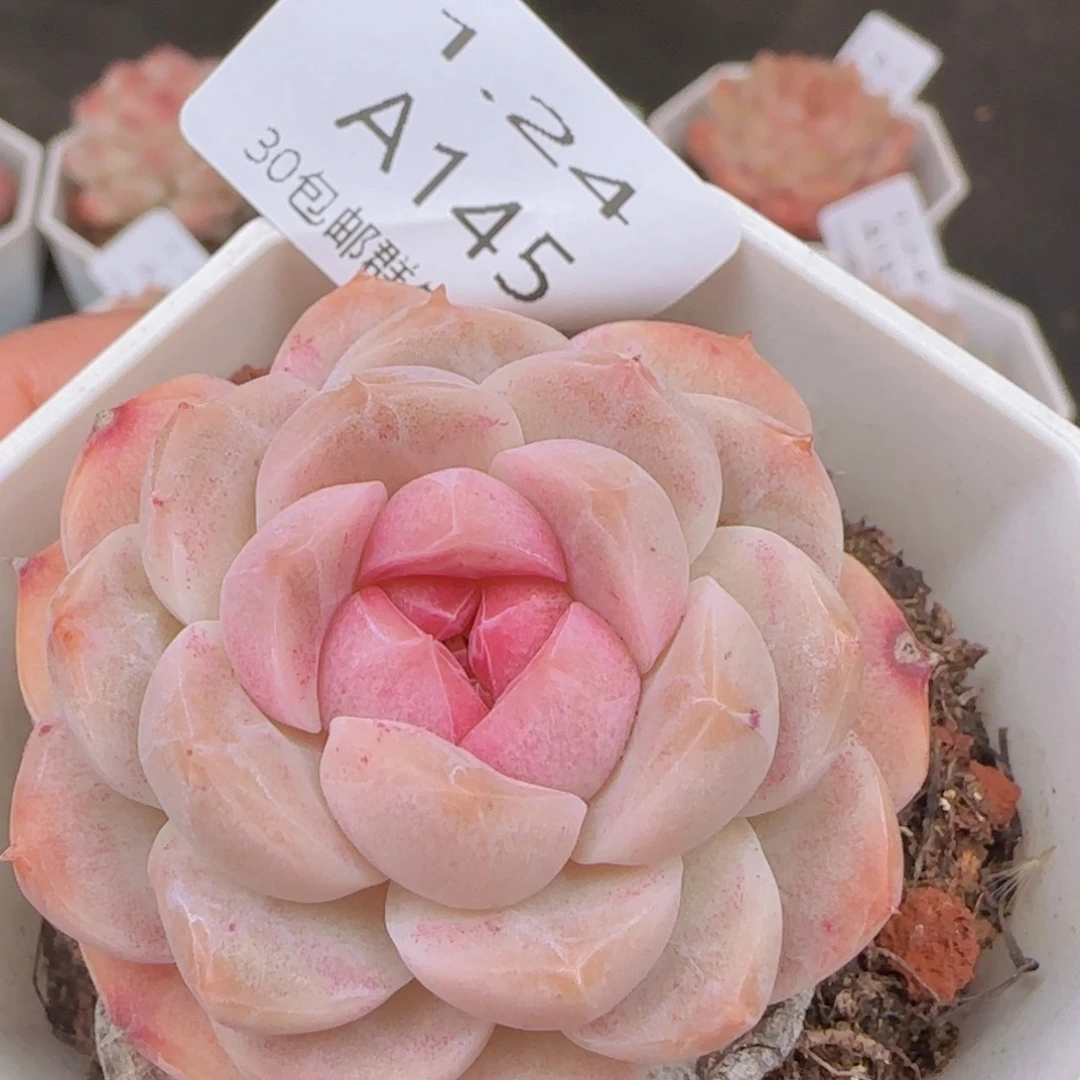 珍妮单头一颗脱土发货