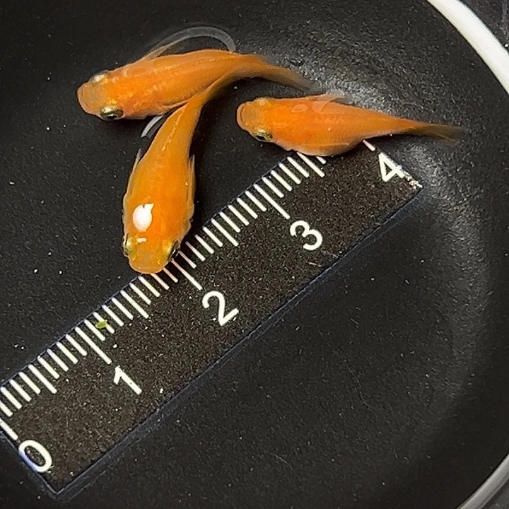 青鳉鱼红帝球一组54