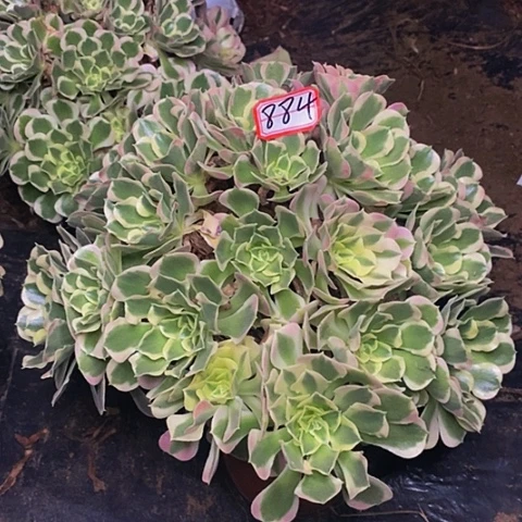 丘比特老桩朵朵法师884号